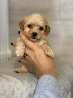 Štěňata maltipoo na prodej, maltézský toy pudl s PP - 5