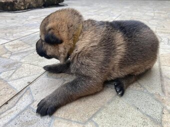 Německy ovčak -šťenátka - 5