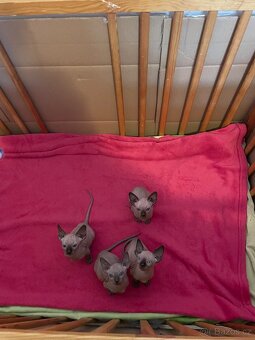 Kanadský sphynx - 5