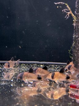 Corydoras gold laser - cw010 - 5