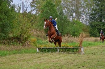 Líbivý, charakterní valach - 5