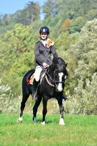 Připouštění Welsh cob - D - 5