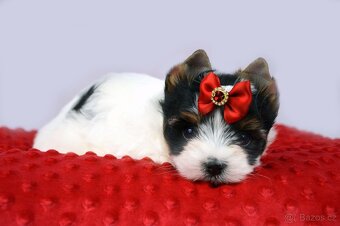 biewer yorkshire terrier s PP IHR - 5