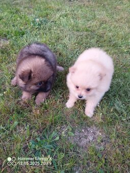 Trpasličí špic - pomeranian - 5