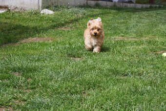 Yorkshire Terrier Golddust – štěňátka k odběru ihned - 5