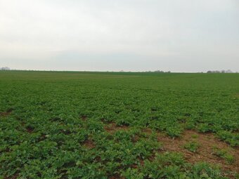 Prodej zemědělská půda, 15 746 m² - Vraclav - 5