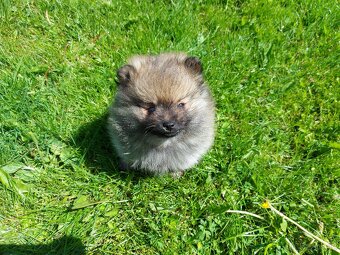 Špic, nemecký špic , Pomeranian - 5