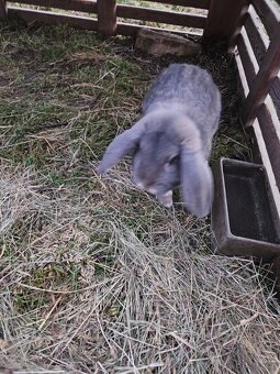 Francouzský beran - 5