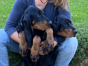 Black and Tan Coonhound - 5