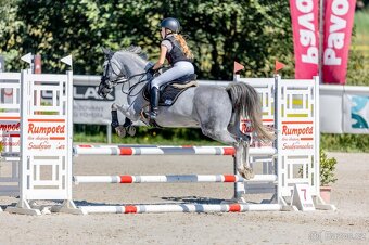 Sportovní pony B klisna - 5