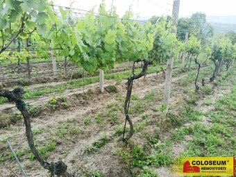 Němčičky - vinice, sady, les, orná půda 34 673 m2 – pozemek - 5