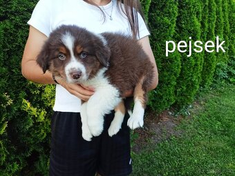 Štěňátka - australský ovčák - 5