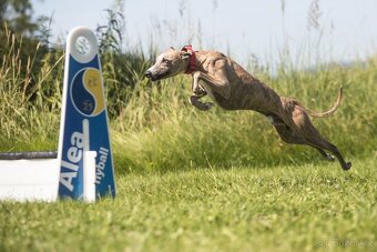 Whippet - 5