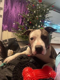 Americký stafordširský teriér - 5