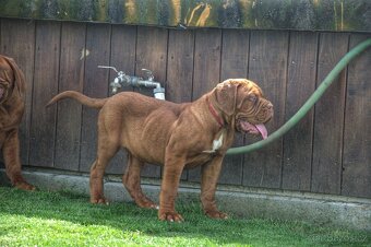 Bordeauxska doga, Bordo doga, Dogue de Bordeaux - 5