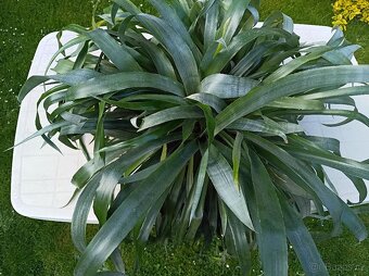 Billbergia nutans - bilbergie, čínský oves. Kvete od září do - 5