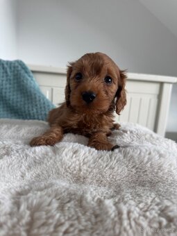 Cavapoo s pp- registrací - 5