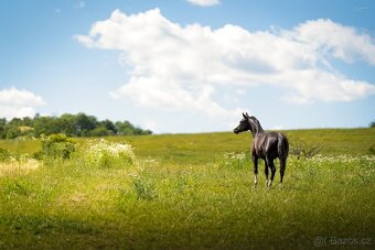 Roční American Quarter Horse black klisna, vnučka Gunnera - 5