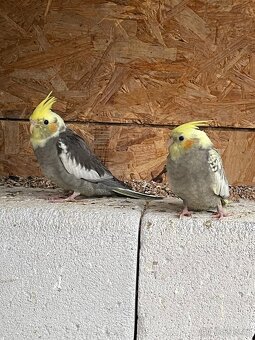 Korela - papoušek na ochočení - 5