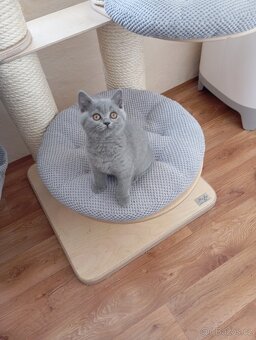 Britská modrá a Bikolor koťátka - 5