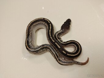 Krajta královská - 5