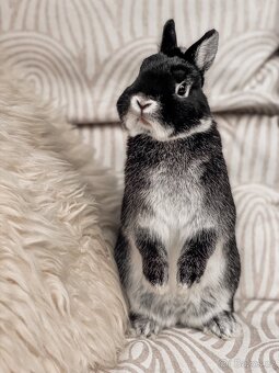 Zakrslý králík - 5