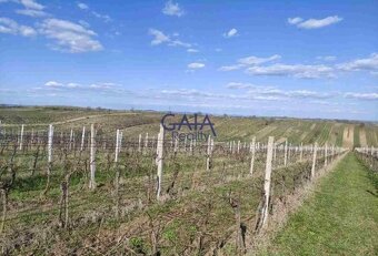 Čejkovice - Prodej pozemku, orné půdy s vinicí o rozloze 263 - 5