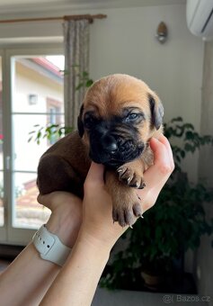 Štěňátka Tosa Inu s PP - 5