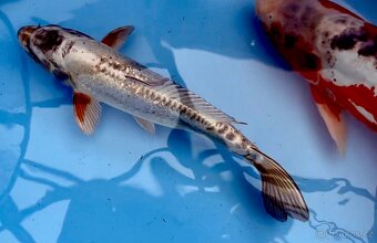 Koi kapr 41 -55cm - 5
