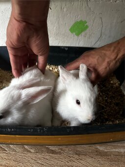 🐇 Zakrslí králíčci – ihned k odběru (Liberec) - 5