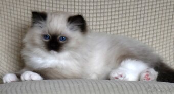 RAGDOLL koťátka: - 5