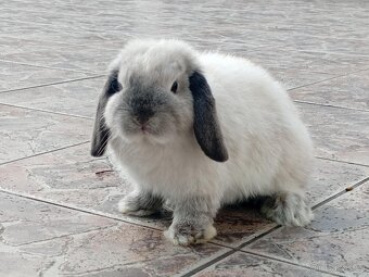 Samička Zakrslý Beránek MiniLop ❤️ - 5