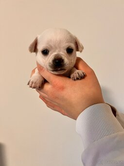 Čivava krátkosrstá - 5