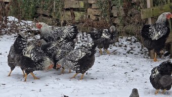 Wyandotka velká stříbrná -kohouti - 5