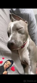 Americký Stafordšírský teriér - 5