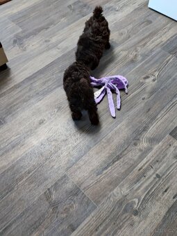 Pudl trpasličí černý a hnědý s P.P. - 5