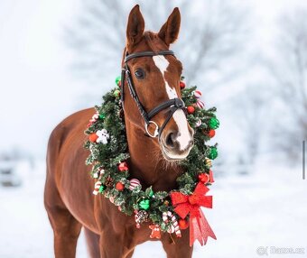 11 letá klisna na rekreaci - 5