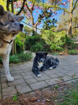 Akita inu s PP, žíhaná fenka - 5