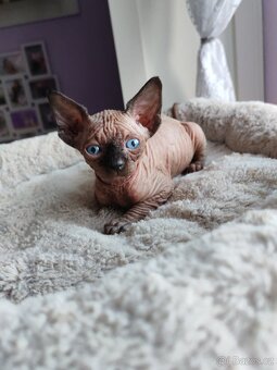 Sphynx - 5