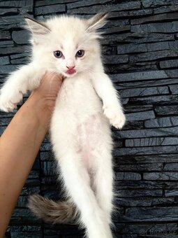 Ragdoll kocourek - 5