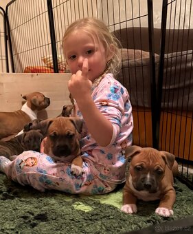 Americký stafordšírský teriér s PP - 5