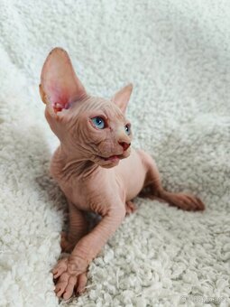 Sphynx koťátka - 5