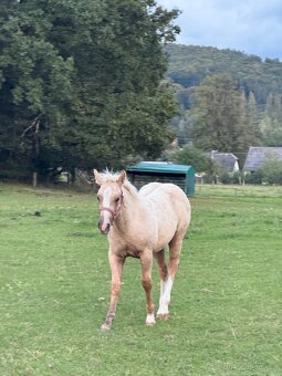 Palomino hřebeček QH - 5