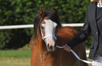 WMP roční klisna - 5