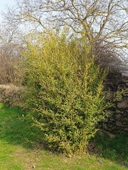 BAMBUSY - odkopky několika kultivarů- - - viz text a fota - 5