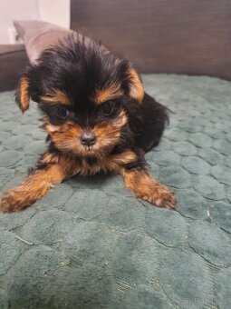 Jorkšírský Yorkšírský teriér - 5