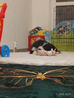 Border kolie štěně - 5