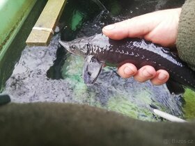 Nasada jesetera sibiřského - 5