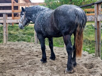 Percheron kobylka - 5
