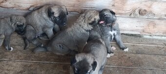 Turecký kangal - 5